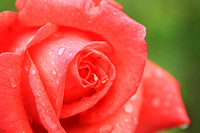 Collection - Raindrops on Roses