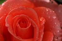 Raindrops on Roses #2