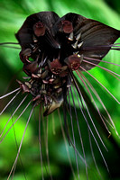 Bat Orchid