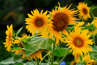 Sunflowers to brighten your day