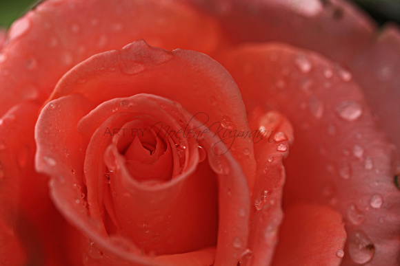 Raindrops on Roses #2