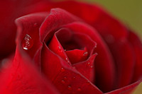 Raindrops on Roses #3