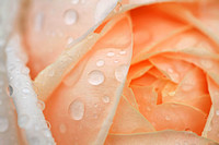 Raindrops on Roses #4