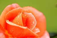 Raindrops on Roses #12