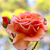 _35A3965Z2