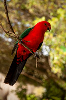 IMG_4652Z