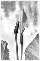 IMG_0633Z