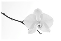 Collection - Bright Botanicals