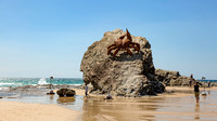 _35A8751Z The Crab - Joy Heylen